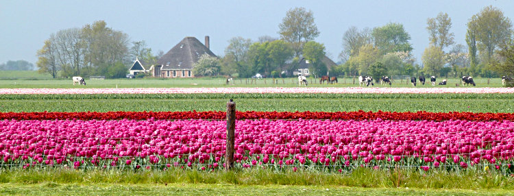 Tulpenfeld in Holland